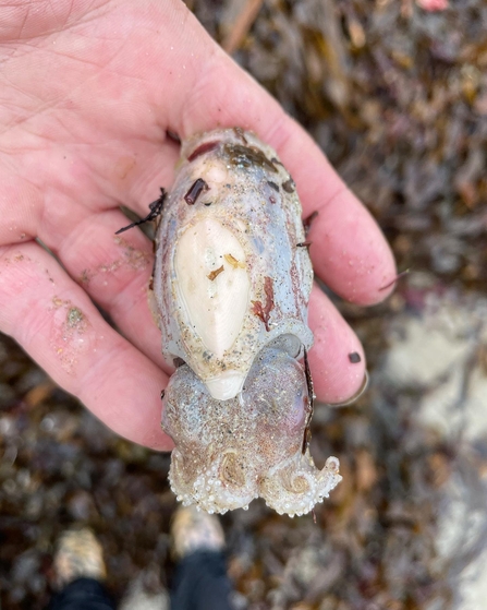 The visible cuttlebone of the rare pink cuttlefish on display, Image by Lucy Luck