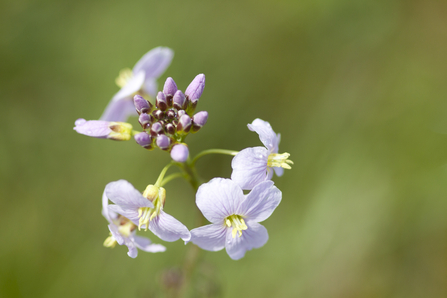 Cuckooflower, Image by Tom Marshall