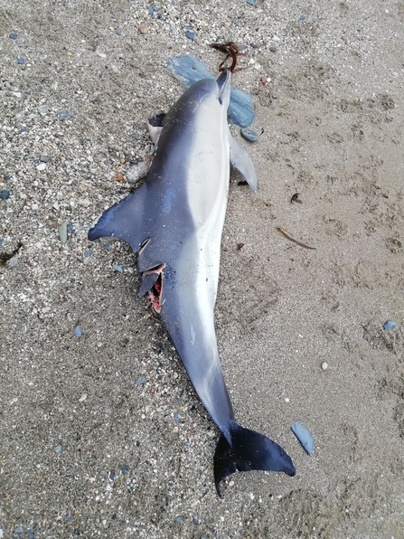 Common Dolphin injured by boat strike at Porthpean Beach, Image by Jonathan Richardson