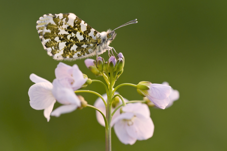 Orange-tip butterfly on Cuckooflower, Image by Ross Hoddinott/2020VISION