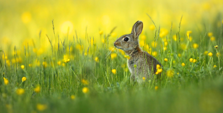 Rabbit in grass, Image by Jon Hawkins - Surrey Hills Photography