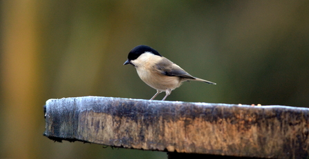 Willow tit, Image by Adam Jones