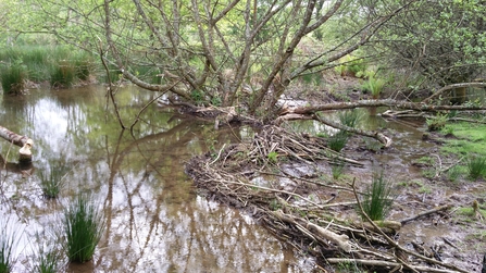 One of the beaver-created dams at Woodland Valley Farm, Image by Cheryl Marriott/Cornwall Wildlife Trust