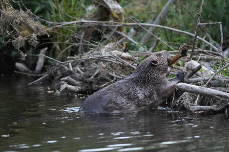 Beaver dam building activity, Image by David Parkyn/Cornwall Wildlife Trust