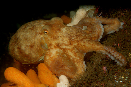 Common Octopus, Image by David Stephens