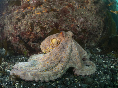 Common Octopus seen on the Lizard peninsula, Cornwall in June 2022 by underwater photographer Shannon Moran