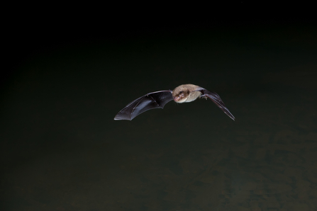 Daubentons Bat by Dale Sutton