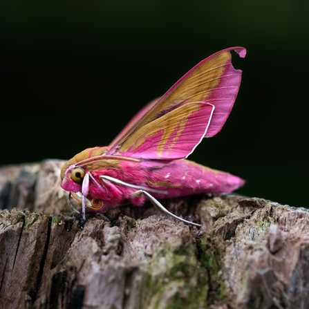 Elephant Hawk Moth by Ellie Smart