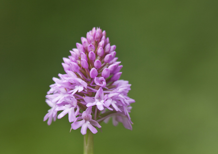 Pyramidal orchid. Image Guy Edwardes