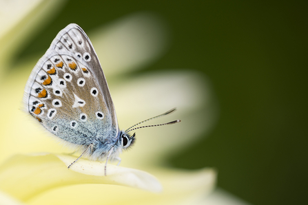 Silver Studded Blue Butterfly. Image Ben Watkins