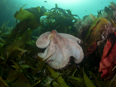 The large body of a Common Octopus sighted on the Lizard peninsula in Cornwall in June 2022, Image by underwater photographer Shannon Moran
