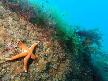 Bloody Henry Sea Starfish near Trevose Head, Image by Matt Slater