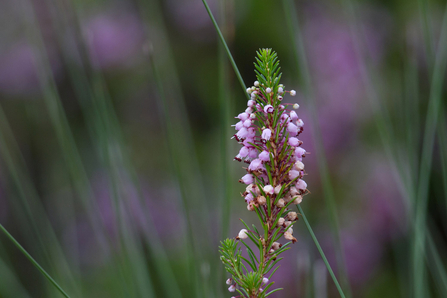 Cornish Heath. Image by Jeremy Northcott