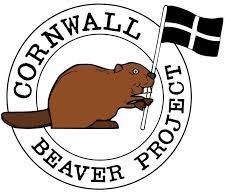 Cornwall Beaver Project Logo Beaver With Cornish Flag