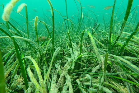 Seagrass bed at St. Mawes. Image by Matt Slater