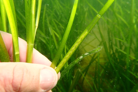 Seagrass seeds pictured in Cornwall, Image by Cornwall Wildlife Trust's Marine Conservation Officer Matt Slater