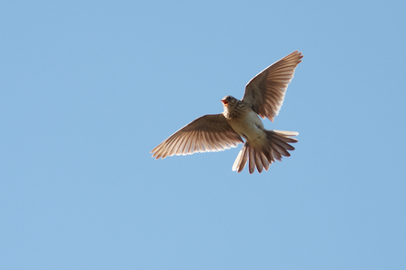 Skylark. Image by Stefan Johansson