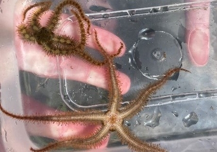 Your Shore team Rockpool Ramble starfish