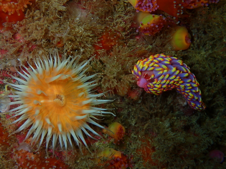 A rare and multi-coloured sea slug has been found in UK waters for the first time according to Cornwall Wildlife Trust and the Isles of Scilly Wildlife Trust, Image by Allen Murray