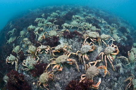 Mass gathering of spider crabs, Image by Alexander Mustard/2020VISION