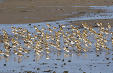 Golden plover. Image by Adrian Langdon