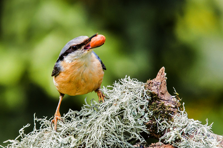 Nuthatch. Image by Ian French