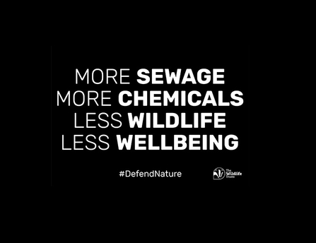 More sewage, less wildlife postcard