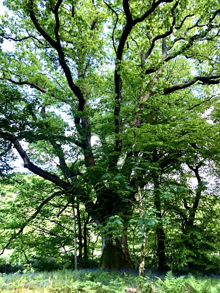 Ancient woodland, Ingrid Easton