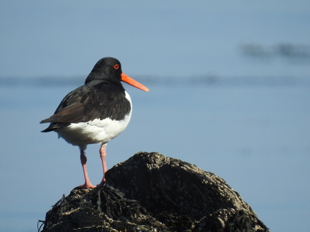 Oyster catcher Looe Island