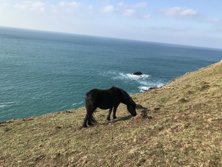 Wild ponies at Penhale Dunes