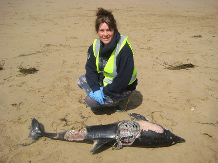 Common Dolphin at Mawgan Porth by Annabelle Lowe