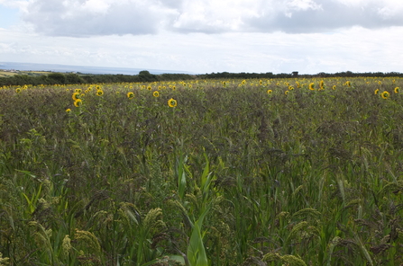 Sunflowers in West Penwith. Image by Jan Dinsdale