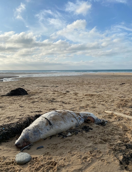 Dead Whitecoat Seal, Watergate Bay