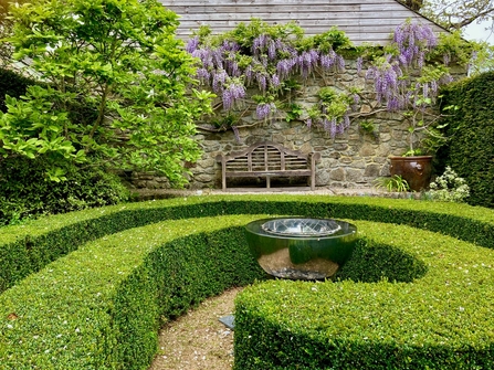 Garden Wisteria