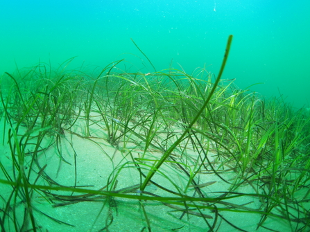 Seagrass Carlyon Bay