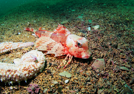 Streaked Gurnard on Maerl