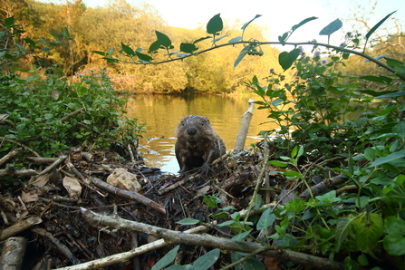 Beaver kit wide angle