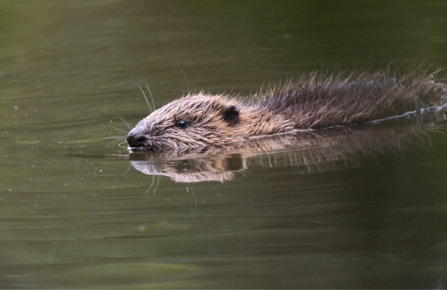 Young beaver swimming
