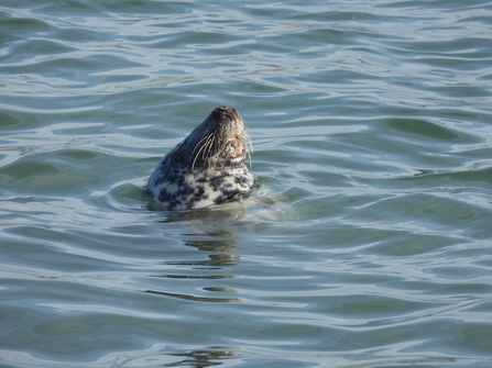 Sleeping seal called Duchess. Image by Claire Lewis