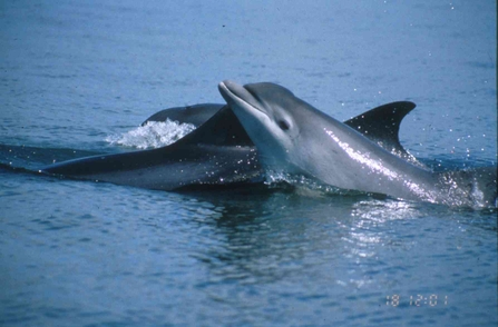 Bottlenose dolphin, mother and calf. Image Simon Ingram