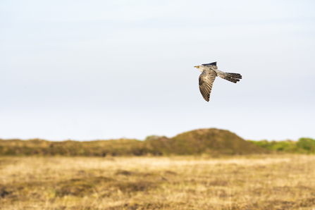 Cuckoo in flight