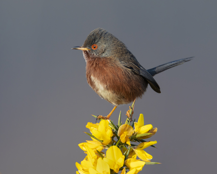 Dartford warbler