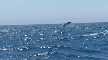 Humpback whale breaching