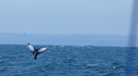 Humpback whale tail, Falmouth Bay