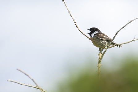 Male stonechat singing