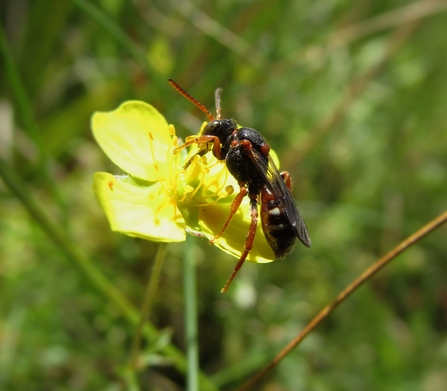 Tormentil nomad bee