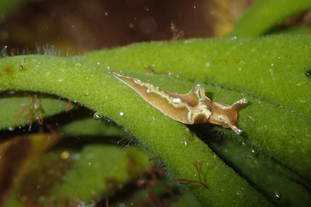 Elysia viridis, solar powered sea slug