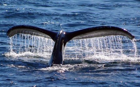 Humpback whale tail