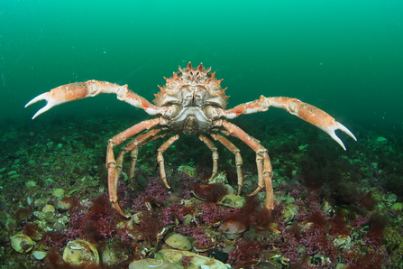 Spider crab on Maerl