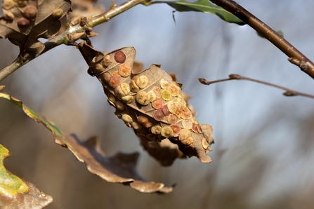 Common spangle galls on an oak leaf